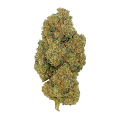 G13 Haze – Indoor