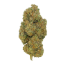 G13 Haze – Indoor