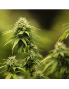Fleurs de CBD