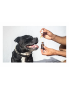 CBD pour Animaux