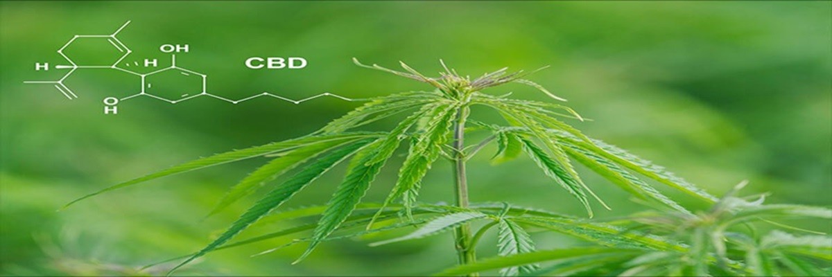 Le CBD est au cœur de toutes les tendances ces derniers temps : l’heure est venue de décrypter ce marché encore obscur.